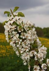 Vogelkirsche Bluete Battenhausen